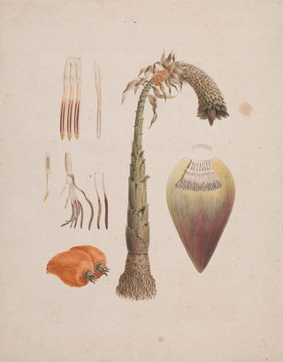 Luigi Balugani - Ensete ventricosum Welw Cheesman African Wild Banana.webp