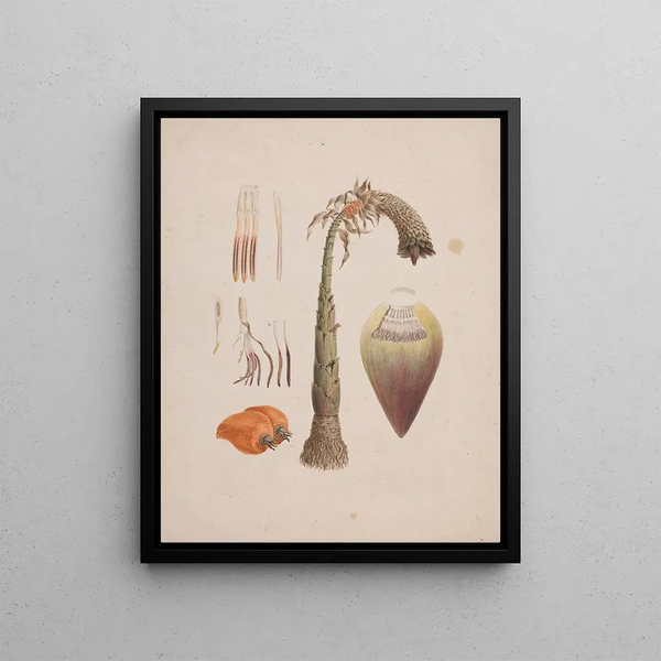 Ensete ventricosum Pale Cheesman Wild African Banana - Luigi Balugani — framed artwork on a wall