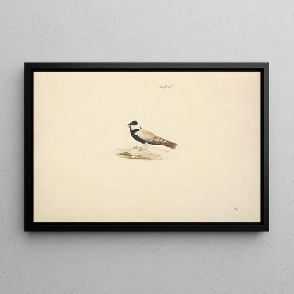 Eremopterix nigriceps - Luigi Balugani — framed artwork on a wall