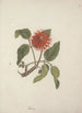 Erythrina abyssinica DC - Luigi Balugani — artwork view