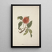 Erythrina abyssinica DC - Luigi Balugani — framed artwork on a wall