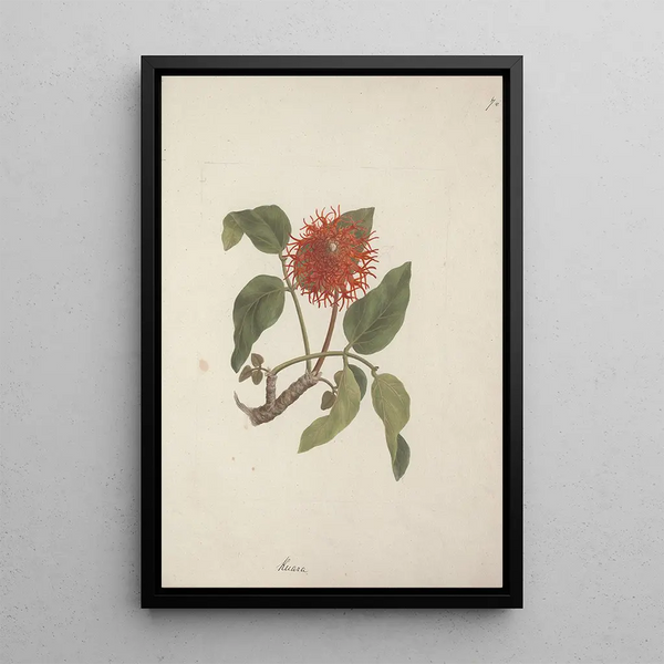 Erythrina abyssinica DC - Luigi Balugani — framed artwork on a wall