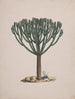 Euphorbia abyssinica J. F. Gmel. - Luigi Balugani — artwork view
