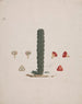 Euphorbia abyssinica J. F. Gmel. Ethiopian tree-like euphorbia - Luigi Balugani — artwork view