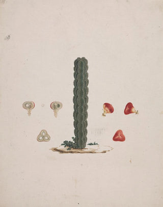 Luigi Balugani - Euphorbia abyssinica JF Gmel Ethiopian TreeSpurge 2.webp