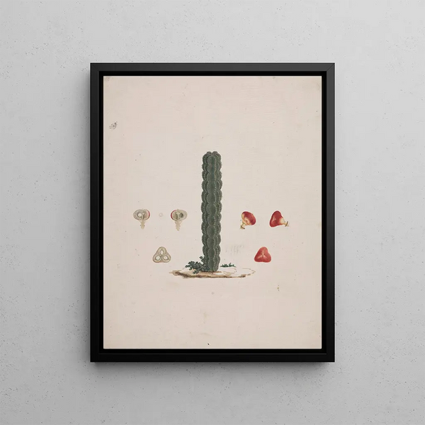Euphorbia abyssinica J. F. Gmel. Ethiopian tree-like euphorbia - Luigi Balugani — framed artwork on a wall