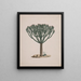 Euphorbia abyssinica J. F. Gmel. - Luigi Balugani — framed artwork on a wall