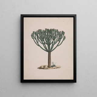 Luigi Balugani - Euphorbia abyssinica JF Gmel.webp