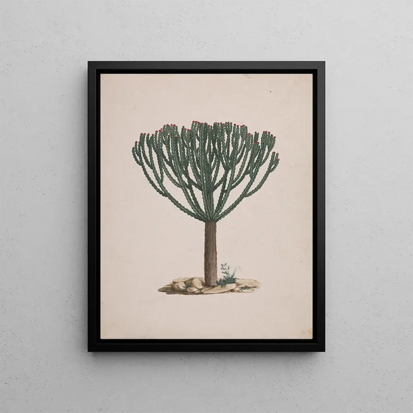 Euphorbia abyssinica J. F. Gmel. - Luigi Balugani — framed artwork on a wall