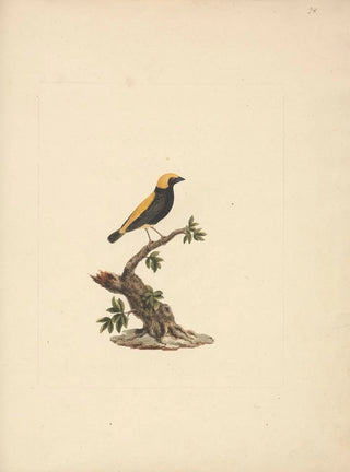 Luigi Balugani - Euplectes afer.webp
