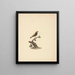Euplectes after - Luigi Balugani — framed artwork on a wall