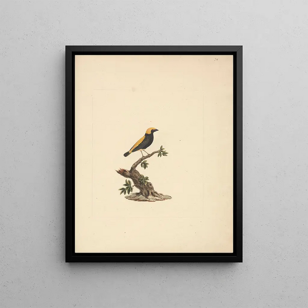 Euplectes after - Luigi Balugani — framed artwork on a wall
