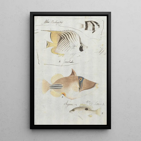 Four Fish - Luigi Balugani — framed artwork on a wall