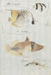 Four Fish - Luigi Balugani — artwork view