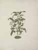 Grewia ferruginea A. Rich. - Luigi Balugani — artwork view