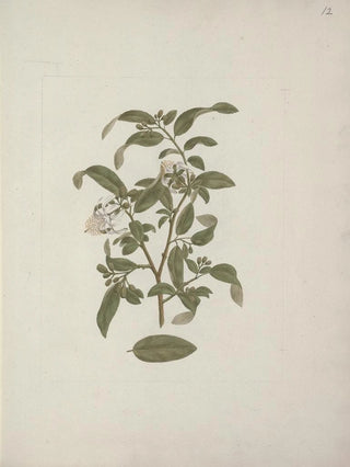 Luigi Balugani - Grewia ferruginea A Rich.webp