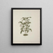 Grewia ferruginea A. Rich. - Luigi Balugani — framed artwork on a wall