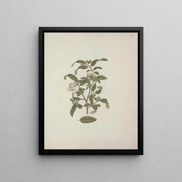 Grewia ferruginea A. Rich. - Luigi Balugani — framed artwork on a wall