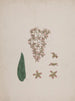 Hagenia abyssinica Bruce J. F. Gmel. - Luigi Balugani — artwork view