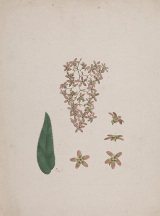 Luigi Balugani - Hagenia abyssinica Bruce JF Gmel.webp
