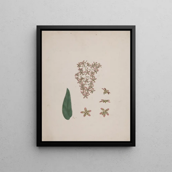 Hagenia abyssinica Bruce J. F. Gmel. - Luigi Balugani — framed artwork on a wall