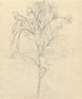 Impatient de Rothii - Luigi Balugani — artwork view