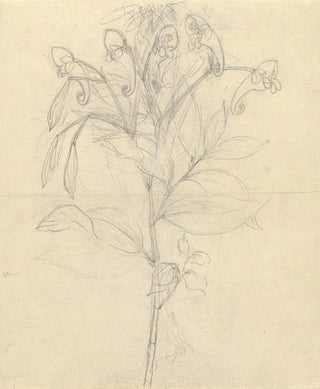 Luigi Balugani - Impatiens rothii.webp