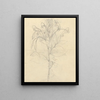 Luigi Balugani - Impatiens rothii.webp
