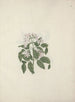 Jasminum abyssinicum DC. - Luigi Balugani — artwork view