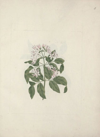 Luigi Balugani - Jasminum abyssinicum DC.webp