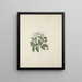 Jasminum abyssinicum DC. - Luigi Balugani — framed artwork on a wall