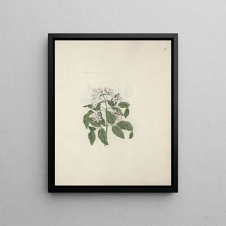 Luigi Balugani - Jasminum abyssinicum DC.webp