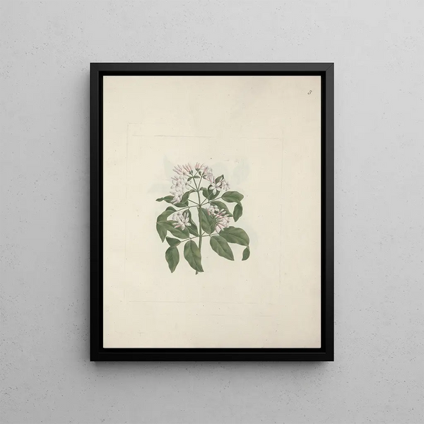Jasminum abyssinicum DC. - Luigi Balugani — framed artwork on a wall
