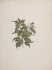 Jasminum dichotomum Vahl - Luigi Balugani — artwork view