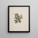 Jasminum dichotomum Vahl - Luigi Balugani — framed artwork on a wall