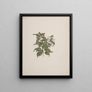 Luigi Balugani - Jasminum dichotomun Vahl.webp