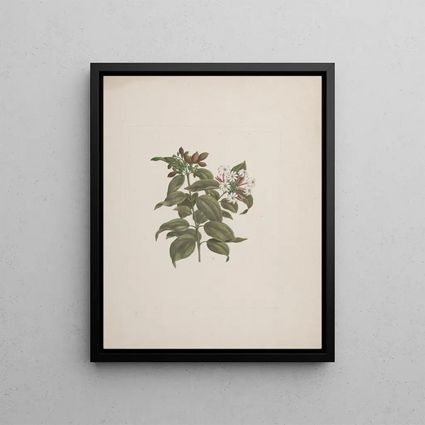 Jasminum dichotomum Vahl - Luigi Balugani — framed artwork on a wall