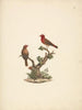 Lagonosticta senegala - Luigi Balugani — artwork view