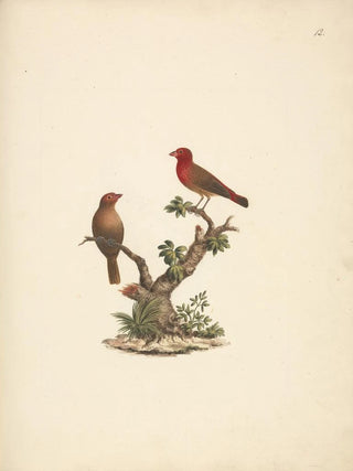 Luigi Balugani - Lagonosticta senegala.webp