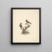 Lagonosticta senegala - Luigi Balugani — framed artwork on a wall