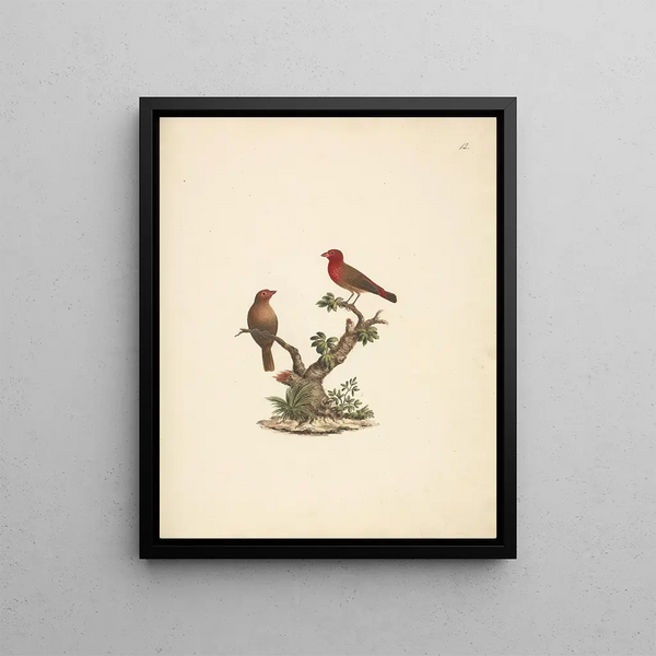 Lagonosticta senegala - Luigi Balugani — framed artwork on a wall