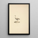Lissotis hartlaubii - Luigi Balugani — framed artwork on a wall