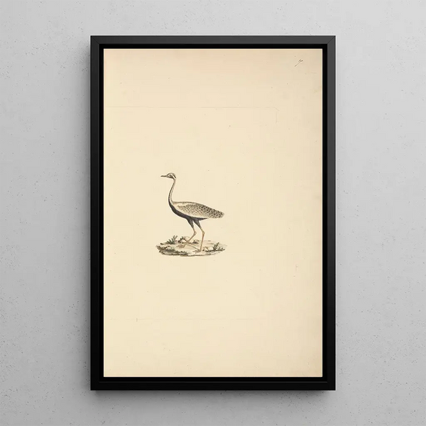 Lissotis hartlaubii - Luigi Balugani — framed artwork on a wall