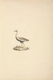 Lissotis hartlaubii - Luigi Balugani — artwork view