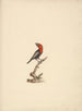 Lybius guifsobalito - Luigi Balugani — artwork view