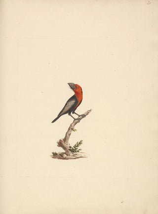 Luigi Balugani - Lybius guifsobalito.webp