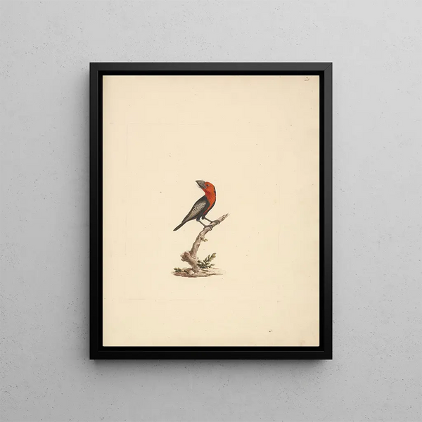 Lybius guifsobalito - Luigi Balugani — framed artwork on a wall