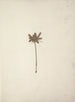 Mariscus cyperoides L. O. Kuntze - Luigi Balugani — artwork view