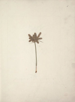 Luigi Balugani - Mariscus cyperoides L O Kuntze.webp