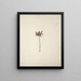 Mariscus cyperoides L. O. Kuntze - Luigi Balugani — framed artwork on a wall
